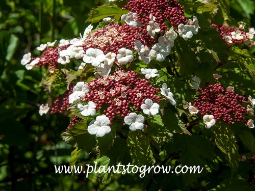 Onondaga Viburnum (Viburnum sargentii) 
end of May